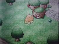 ecocreatures1.jpg