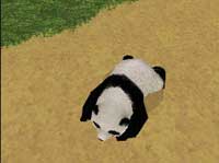 panda.jpg