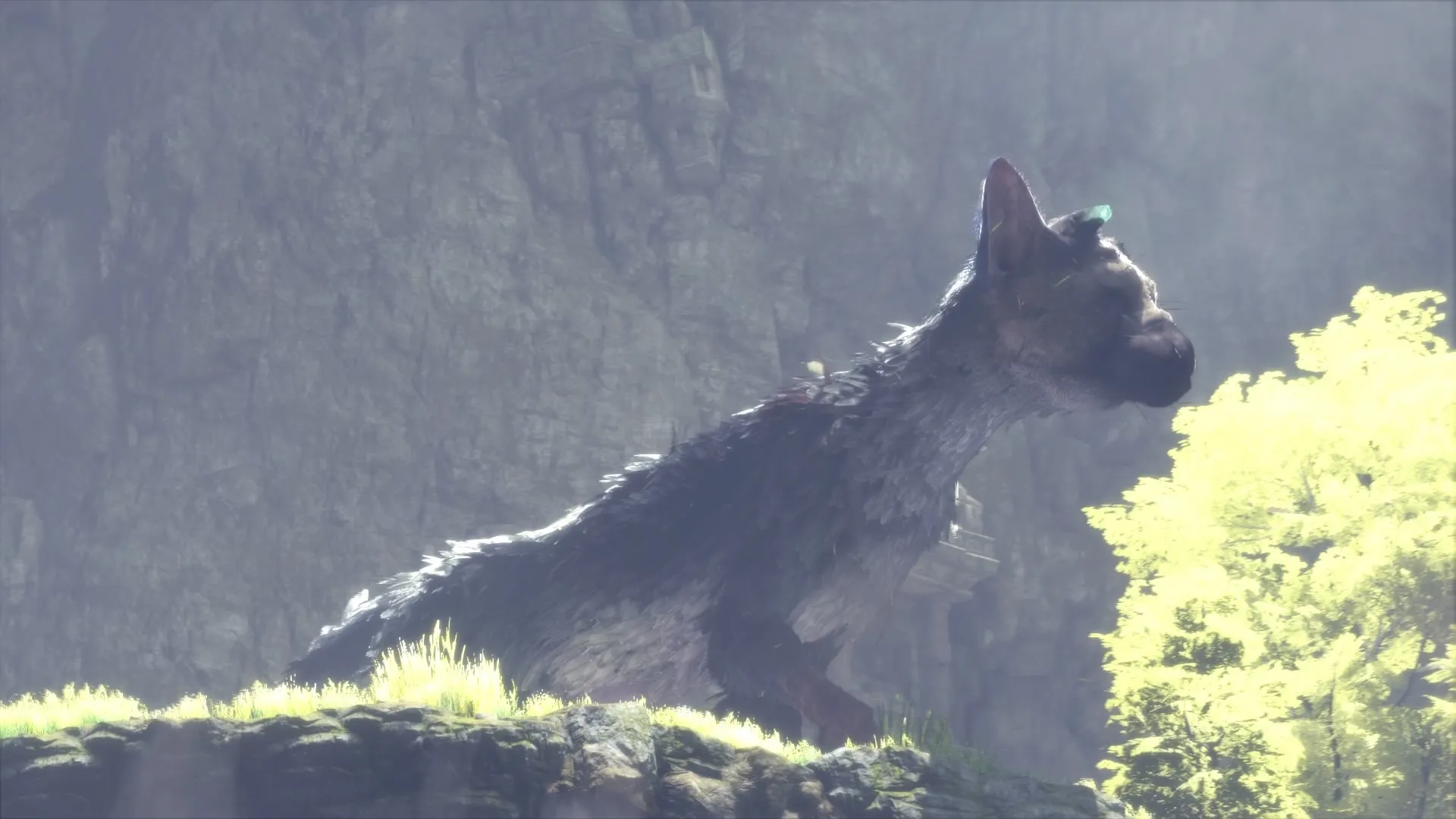 After seven years, The Last Guardian looks like it did in 2009 - The Verge