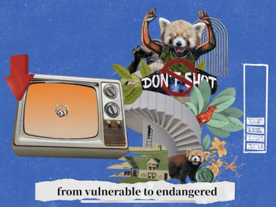 identity v netease panda