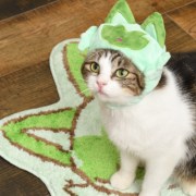 Sprigatito Cat Hat is Part of Pokemon Pet Merchandise Lineup