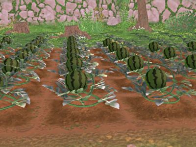 Best Summer Crops in Story of Seasons: A Wonderful Life