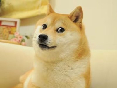 doge kabosu died