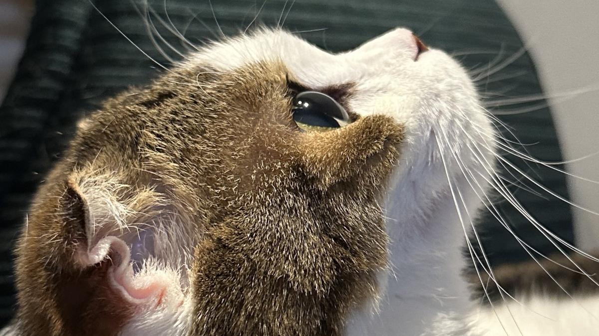 Masahiro Sakurai pet cat Fukurashi died on 6 Feburary 2026